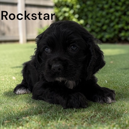 puppy, for, sale, Cocker Spaniel, Joe & Cherri  Overlease, dog, breeder, Miller, MO, dog-breeder, puppy-for-sale, forsale, nearby, find, puppyfind, locator, puppylocator, aca